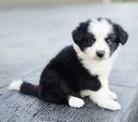 Apple, a female Australian Shepherd and Miniature Australian Shepherd for sale in Lewis, IN – 2 of 10