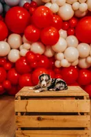 America, a female Miniature Australian Shepherd and Miniature American Shepherd for sale in Lewis, IN – 2 of 7