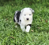 Freedom , a male Miniature Australian Shepherd and Miniature American Shepherd for sale in Lewis, IN – 3 of 10