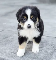 Pumpkin , a female Australian Shepherd and Miniature Australian Shepherd for sale in Lewis, IN – 2 of 10