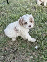 April, a female Cockapoo for sale in Augusta, KS – 3 of 10