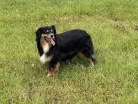 Mags, a female Miniature American Shepherd for sale in Augusta, KS – Photo 1 of 10
