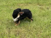 Mags, a female Miniature American Shepherd for sale in Augusta, KS – Photo 4 of 10