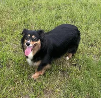 Mags, a female Miniature American Shepherd for sale in Augusta, KS – Photo 6 of 10