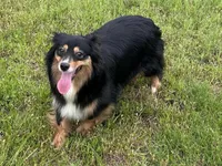 Mags, a female Miniature American Shepherd for sale in Augusta, KS – Photo 5 of 10