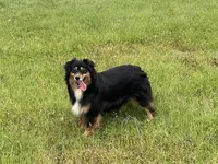 Mags, a female Miniature American Shepherd for sale in Augusta, KS – Photo 9 of 10