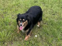 Mags, a female Miniature American Shepherd for sale in Augusta, KS – Photo 10 of 10