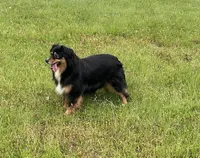 Mags, a female Miniature American Shepherd for sale in Augusta, KS – Photo 7 of 10