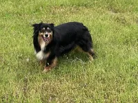 Mags, a female Miniature American Shepherd for sale in Augusta, KS – Photo 8 of 10