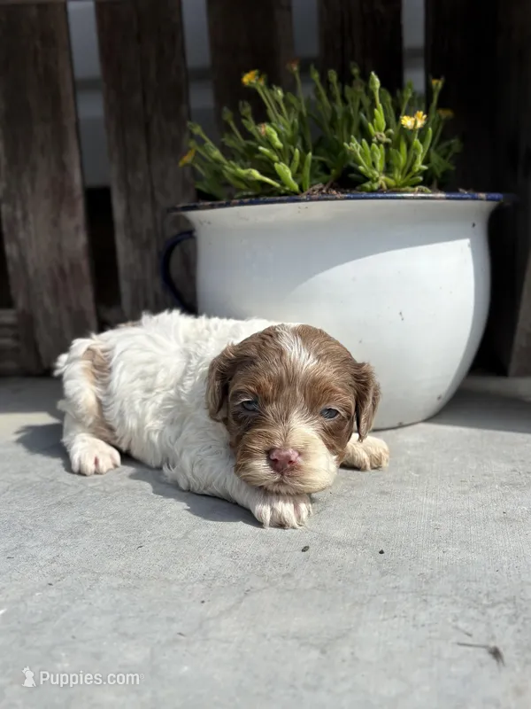 Jinx – Cockapoo puppy for sale in Augusta, KS