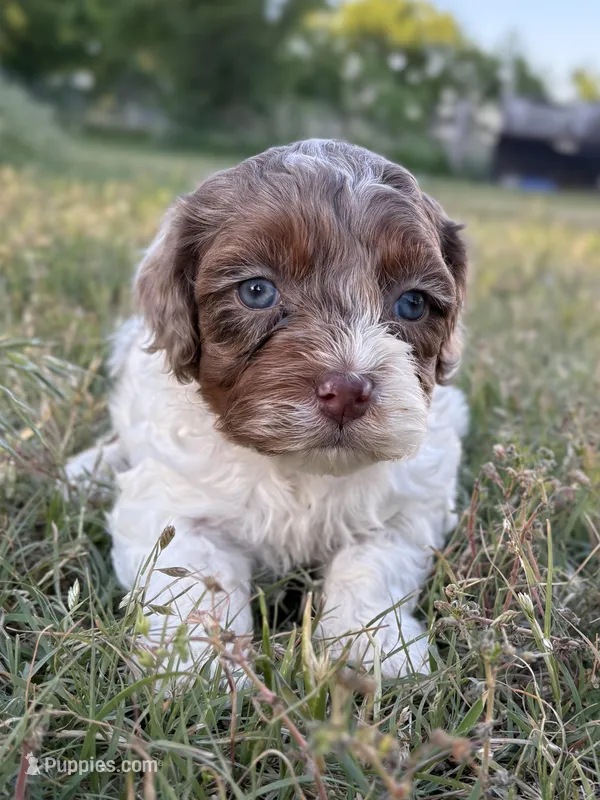 Jinx – Cockapoo puppy for sale in Augusta, KS