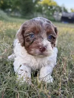 Jinx, a female Cockapoo for sale in Augusta, KS – 6 of 8