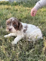 Jinx, a female Cockapoo for sale in Augusta, KS – 8 of 8