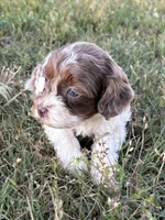 Jinx, a female Cockapoo for sale in Augusta, KS – 7 of 8