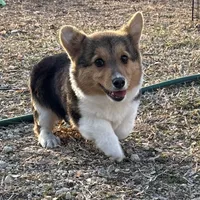 Jasper, a male Pembroke Welsh Corgi for sale in Augusta, KS – Photo 1 of 7