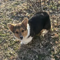 Jasper, a male Pembroke Welsh Corgi for sale in Augusta, KS – Photo 6 of 7