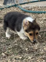 Jasper, a male Pembroke Welsh Corgi for sale in Augusta, KS – Photo 3 of 3