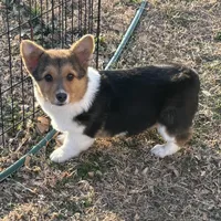 Jasper, a male Pembroke Welsh Corgi for sale in Augusta, KS – Photo 7 of 7