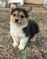 Jasper, a male Pembroke Welsh Corgi for sale in Augusta, KS – Photo 2 of 3