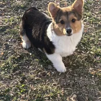 Jasper, a male Pembroke Welsh Corgi for sale in Augusta, KS – Photo 5 of 7