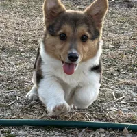 Jasper, a male Pembroke Welsh Corgi for sale in Augusta, KS – Photo 4 of 7