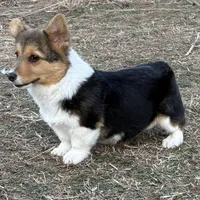 Jasper, a male Pembroke Welsh Corgi for sale in Augusta, KS – Photo 2 of 7