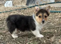 Jasper, a male Pembroke Welsh Corgi for sale in Augusta, KS – Photo 1 of 3