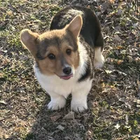 Jasper, a male Pembroke Welsh Corgi for sale in Augusta, KS – Photo 3 of 7
