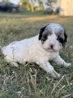 Jester , a male Cockapoo for sale in Augusta, KS – 6 of 9
