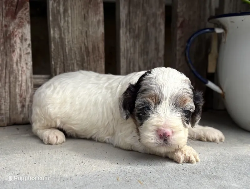 Jester  – Cockapoo puppy for sale in Augusta, KS