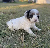Jester , a male Cockapoo for sale in Augusta, KS – 9 of 9