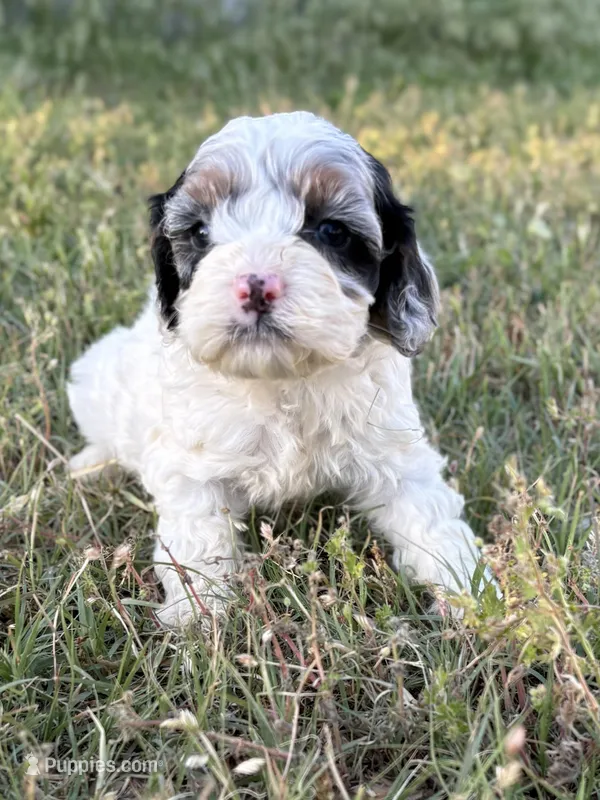 Jester  – Cockapoo puppy for sale in Augusta, KS