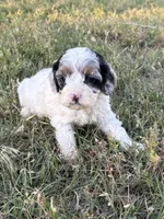 Jester , a male Cockapoo for sale in Augusta, KS – 7 of 9