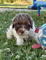 Jinx, a female Cockapoo for sale in Augusta, KS – 2 of 8