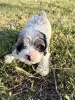 Jester , a male Cockapoo for sale in Augusta, KS – 8 of 9