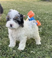 Jester , a male Cockapoo for sale in Augusta, KS – 3 of 9