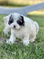 Jester , a male Cockapoo for sale in Augusta, KS – 5 of 9