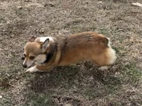 Fergie, a female Pembroke Welsh Corgi for sale in Augusta, KS – Photo 2 of 6