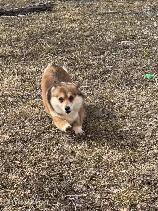 Fergie, a female Pembroke Welsh Corgi for sale in Augusta, KS – Photo 1 of 6