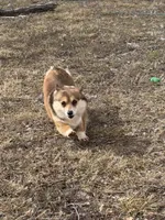 Fergie, a female Pembroke Welsh Corgi for sale in Augusta, KS – Photo 1 of 6