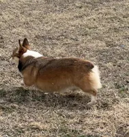 Fergie, a female Pembroke Welsh Corgi for sale in Augusta, KS – Photo 6 of 6