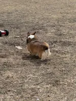 Fergie, a female Pembroke Welsh Corgi for sale in Augusta, KS – Photo 3 of 6