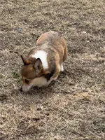 Fergie, a female Pembroke Welsh Corgi for sale in Augusta, KS – Photo 4 of 6