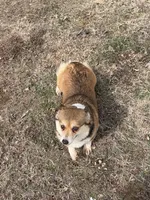 Fergie, a female Pembroke Welsh Corgi for sale in Augusta, KS – Photo 5 of 6