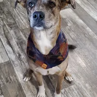 Paisley, a female Catahoula Leopard Dog for sale in Augusta, KS – Photo 1 of 2