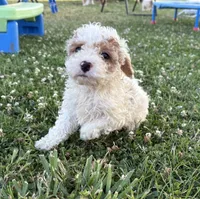 April, a female Cockapoo for sale in Augusta, KS – 2 of 10