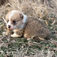 Rip, a male Pembroke Welsh Corgi for sale in Augusta, KS – Photo 5 of 6