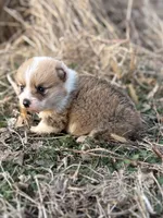 Rip, a male Pembroke Welsh Corgi for sale in Augusta, KS – Photo 5 of 6