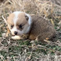 Rip, a male Pembroke Welsh Corgi for sale in Augusta, KS – Photo 3 of 6