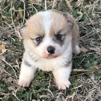 Rip, a male Pembroke Welsh Corgi for sale in Augusta, KS – Photo 1 of 6